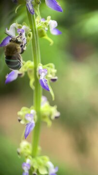 A macro slow motion video of a blue banded bee collecting nectar from a purple color flower