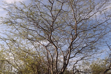 DRY TREE BRANCHES FROM THE CAATINGA BIOME IN NORTHEAST BRAZIL