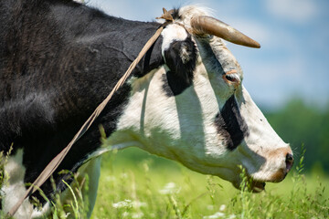the head of a cow that grazes in the meadow in summer