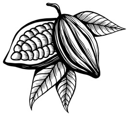 Cocoa Bean Illustration With Leaves