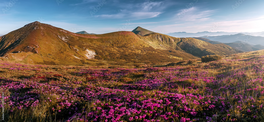 Fototapete Amazing alpine highlands in sunny day. Scenic image of fairy-tale Landscape with pink flowers in sunlit with Majestic Rock Mountain on background. Wild area. Natural background. Creative image