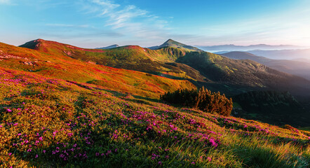 Fototapeta na wymiar Amazing nature landscape. Wondeful mountain scenery with perfect blue sky, mountains, and blossoming pink rhododendron flowers on hills. Popular travel and hiking pass in the Carpathian Mountains.