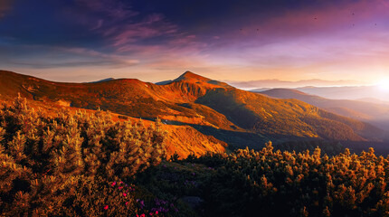 Mountains under mist during sunset. Scenic image of fairy-tale Landscape with Pink rhododendron...