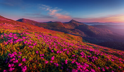 Naklejka na ściany i meble Incredible nature scenery im mountain. Beautiful natural landscape in the summer morning. Mountain valley with fresh pink rhododendron flowers and colorful sky during sunset. Ukraine