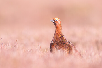 Red grouse in the pink heather