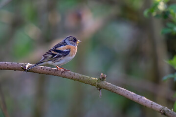 male brambling