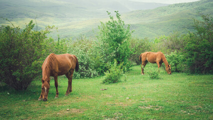 Naklejka na ściany i meble horses in the mountains