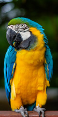 blue and yellow macaw