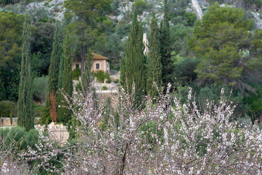 blossoming almond trees near Raixa estate, Bunyola, Mallorca, Majorca, Balearic Islands, Spain, Europe