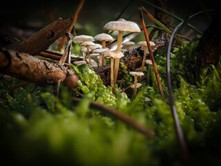 Pilz