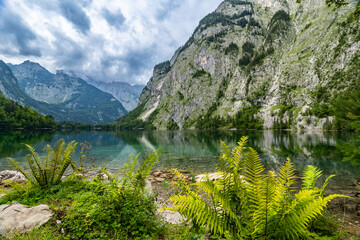 Fototapeta na wymiar Fern in front of Obersee with Alps Mountains in the Background, Germany, Europe