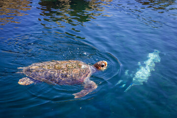 Green Sea Turtle swims and breathes air at the water surface, Australia