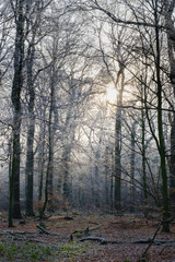 Laubwald mit Raureif, Nordrhein-Westfalen, Deutschland, Europa