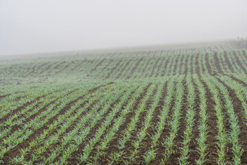 fresh green grass in long rows with foggy dust in the background