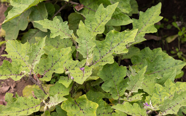 Closeup of Eggplant Leaves or Brinjal Leaves in Horizontal Orientation