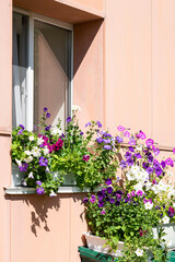 Petunia flowers in a vase on the street cornice of the house window