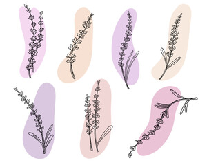 Lavender set,doodle hand drawn sketch,line art.Botanical floral decoration.Botanical flower decoration,french field flower,natural organic product,herb.Design for medicine,aromatherapy,tea ceremony