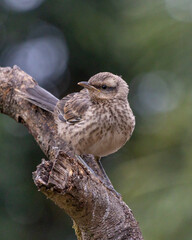 The young Chalk-browed Mockingbird or Sabia-do-campo perched on a tree. It's a typical bird from the south-central region of Brazil. Species Mimus saturninus. Birdwathching. Birding. Bird lover.