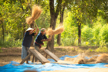 Rural life for more than 70% of Thai farmers involves farming. The beating of rice as pictured, is a method of separating the grain from the rice stalk or straw.