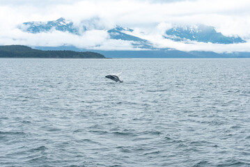 Humpback Whale Breach in Waters of Juneau, Alaska