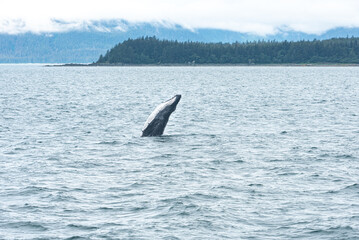 Naklejka premium Humpback Whale Breach in Waters of Juneau, Alaska