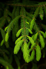 Fir evergreen tree close up