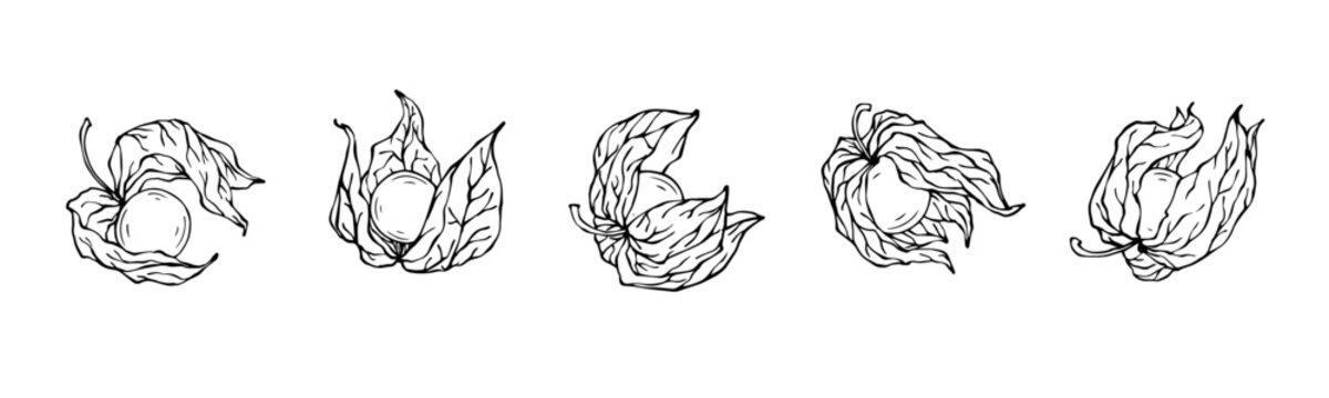 Fesalis fruit berry line sketch.Vector graphics.