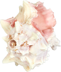 caracola, concha marino