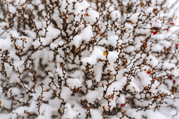 
Winter twigs, bush. Sticks among the snow for wallpaper, background.