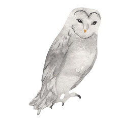 Owl bird watercolor painting hand made isolated on white background. Owl illustration. Owl isolated. Watercolor owl. Boho owl. Print owl. Owl on white. Bird owl. Owl wallpaper. Owl design. Boho owl