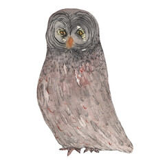 Owl bird watercolor painting hand-made isolated on white background. Owl illustration. Owl isolated. Watercolor owl. Boho owl. Print owl. Owl on white. Bird owl. Owl wallpaper. Owl design. Boho owl