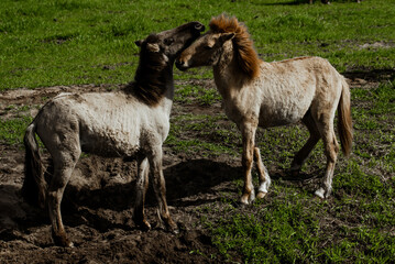 Obraz premium two foals of tarpan horses recently born play on field with layering in vegetation