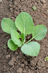closeup the ripe green cabbage plant with soil heap growing in the farm soft focus natural green brown background.
