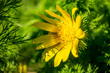 Yellow flower of a spring Adonis rose - obrazy, fototapety, plakaty
