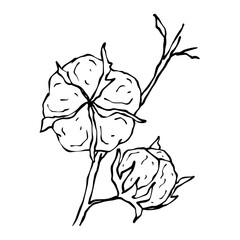 Obraz premium Linear branches of cotton.Vector graphics.