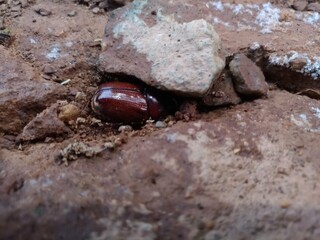 Bettle, bessouro