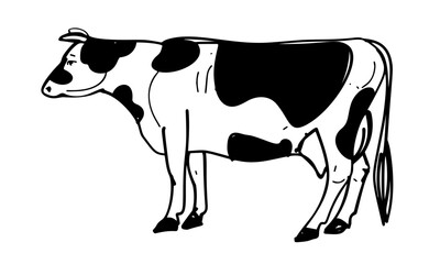 Cow icon logo hand drawn in vector style on white background. Cow illustration in old style
