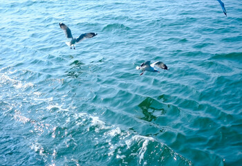 Naklejka premium Flock of seagull flying on blue ocean in blue sky, white birds gathering in bay of bengal 