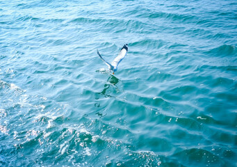 Naklejka premium Flock of seagull flying on blue ocean in blue sky, white birds gathering in bay of bengal 