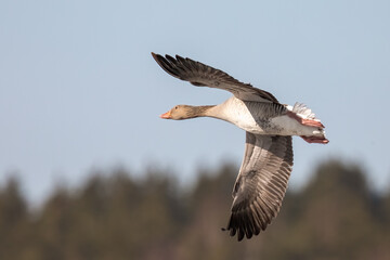 Greylag goose