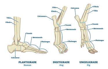 Plantigrade, Digitigrade and Unguligrade comparison vector illustration. Educational labeled structure scheme with human, dog and pig legs collection. Bone skeleton parts with location explanation. - obrazy, fototapety, plakaty