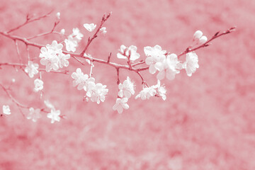 Sakura flowers on a branch on a pink background. Spring blooming gardens