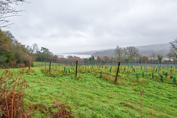 Obraz premium A view across the green countryside vineyard to the reservoir on a rainy winter morning