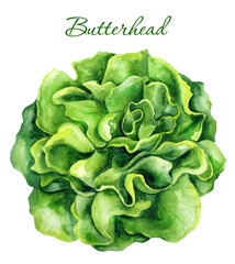 Butterhead lettuce isolated on white background. Watercolor - obrazy, fototapety, plakaty