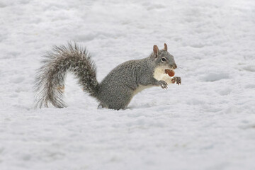 Western Gray Squirrel (Sciurus griseus) with an acorn it had just dug out of the snow.  Photographed in Lassen County, California, USA
