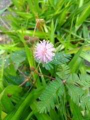flower in the garden, grama