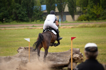 Equestrian cross country competition jump through a log. A bay horse and rider jump over an...