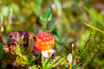 Close-up of a single cloudberry.
