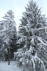 wild nordic spruce trees forest at winter