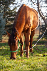 A vertical photo of a brown horse with a green halter is grazing in the green meadow.	